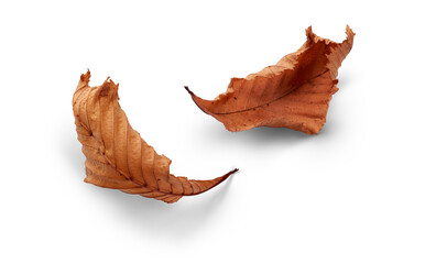 Wall Mural - a dried, dry autumn tree leaf isolated on a white background.