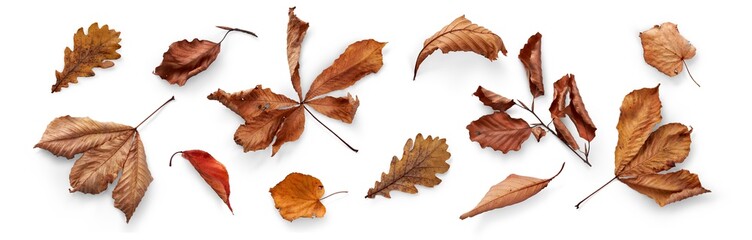 Wall Mural - a collection of dried, dry autumn tree leaves isolated on a white background for autumn thanksgiving