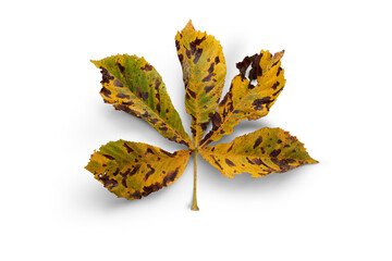 Wall Mural - an autumn horse chestnut tree leaf isolated against a white background.