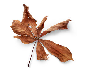 Wall Mural - a dry, dried autumn horse chestnut tree leaf isolated against a white background.