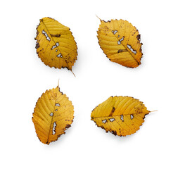 Wall Mural - a collection of autumn english elm tree leaves isolated against a white background.