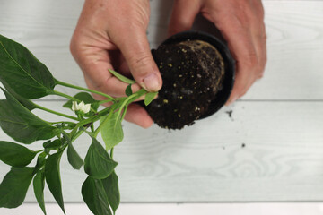 Sticker - Top view of horticulture transplanting a pepper plant into a pot