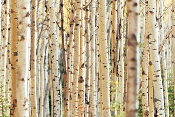 Wall Mural - Birch tree closeup