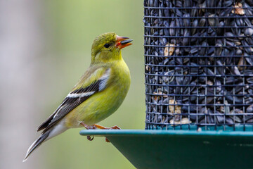 Wall Mural - Close up of a American goldfinch (Spinus tristis) perched on a bird feeder feeding on sunflower seeds during spring. Selective focus, background blur and foreground blur. 
