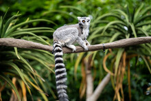 Portraits Of Lemurs For Madagascar