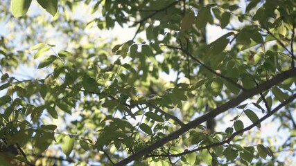 Poster - A 4k rendering of a branch of a tree under the sunshine