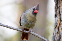 Female Northern Cardinal (Cardinalis Cardinalis) Perched On A Tree Limb During Spring. Selective Focus, Background Blur And Foreground Blur.
