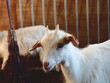 young Carpathian goat, kid