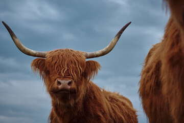 Wall Mural - Highland cow with horns. Portrait of a cow against the sky