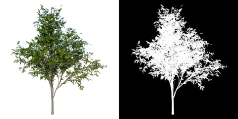 Wall Mural - Front view of Plant (Thornless honey locust- 1) Tree png with alpha channel to cutout made with 3D render