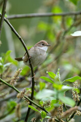 Poster - Common whitethroat // Dorngrasmücke (Sylvia communis; Curruca communis) 