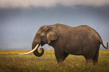 Wall Mural - Elephant eating grass during safari in National Park of Ngorongoro, Tanzania. Beautiful yellow flowers around him. Wild nature of Africa.