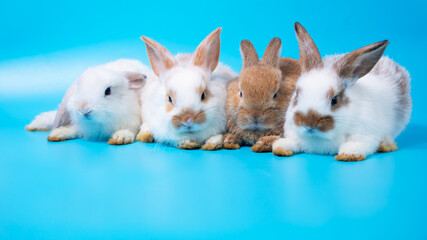 Close up four young rabbits white and brown sitting in row together on blue background with warm family