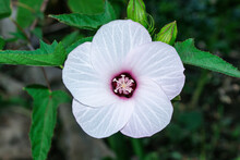 The Blooming White Annual Wildflower Hibiscus Laevis (Latin: Hibiscus Militaris) On Green Leaves Background. Flower Close Up.