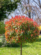 Photinia × Fraseri Red Popular Ornamental Shrub In The Garden