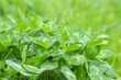Closeup of clover (Genus Trifolium). Agricultural fodder plant.