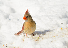 Beautiful Female Northern Cardinal On Snow, Looking For Seeds To Eat, On A Sunny Winter Day; With Copy Space