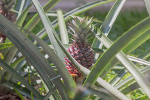 Small Red Pineapple Plant