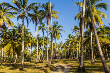 palm trees on the beach 