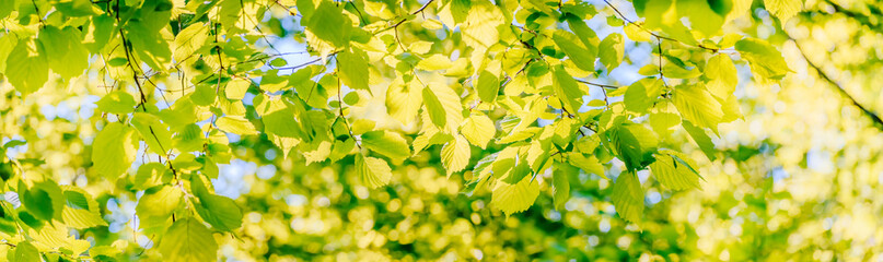 Wall Mural - Beautiful panoramic spring scenery with green leaves and bokeh background
