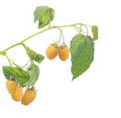 Wall Mural - six yellow berries raspberry with green leaves isolated on white