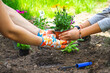 teen girl helps mother to plant flowers. Mom and her daughter were gardening over the weekend. The family has fun together.