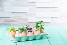 Easter Decor Of Eggshell And Microgreens On A Green Vintage Kitchen Table. Grow Micro Greens In An Egg Shell