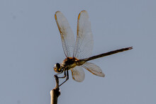 Dragonfly Perched On Branch With Solid Blue Background