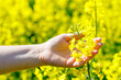 yellow rape field. Female hand holding flowers, Agricultural crops