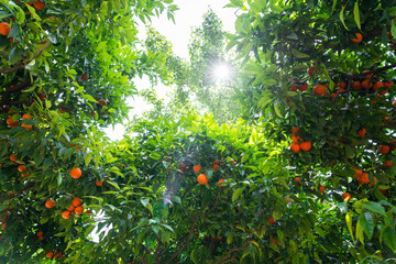 Wall Mural - Orange Trees In Barcelona City, Spain