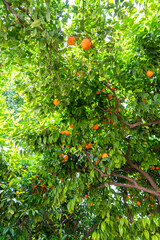 Wall Mural - Orange Trees In Barcelona City, Spain