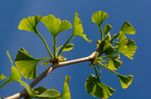 The Fan Shaped Leaves Of Ginkgo Biloba Tree Also Known As Maidenhair Tree. Ginkgophyta.