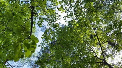 Wall Mural - Scenic nature background, beautiful footage of summer forest.