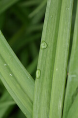 Sticker - Raindrops on a Leaf