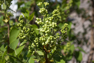 young  green unblown lilac buds in the spring garden