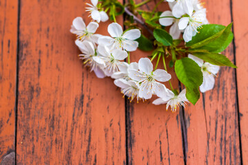  A sprig of white flowers on a dark, worn rustic wooden table. Cherry tree flowers. Selective focus.