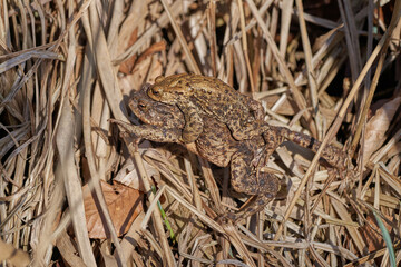 Closeup shot of two frogs on top of each other in nature