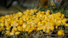 Sweet Corn As Fish Bait. Yellow Corn From A Can On The Ground Near The Lake. Great For Carp Tackle And Bait.