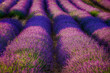 Rows of beautiful lavender flowers blooming in the field