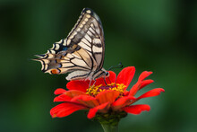 Papilio Machaon Butterfly, Known As Common Yellow Swallowtail Or Old World Swallowtail, Sitting On Red Zinnia Elegans Flower, Green Blurred Background.
