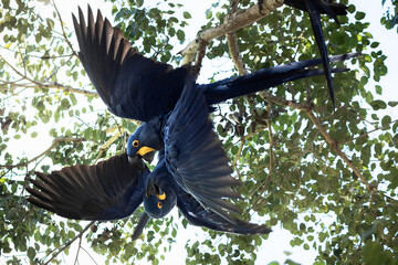 Poster - bird of paradise