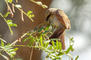 Sticker - bird on tree