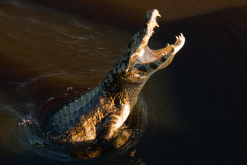 Wall Mural - crocodile in the water