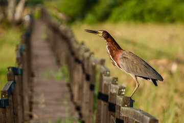 Poster - heron perched on a branch