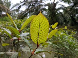 Kratom plants (Mitragyna speciosa) grows wild and fertile in the tropical nature Kalimantan