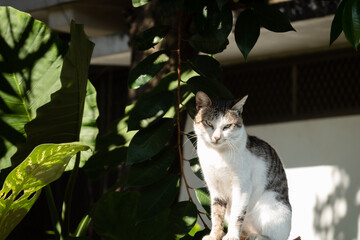 Canvas Print - carefully stray cat look at you