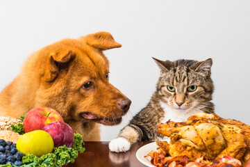 Cat not sharing food with dog