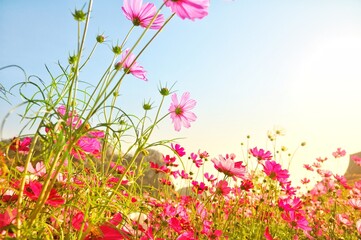 Sweet color cosmos blooming on natural background. Vintage photo editing