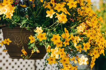 Wall Mural - Flower pot with beautiful yellow daisy flowers close up in the garden at sunset