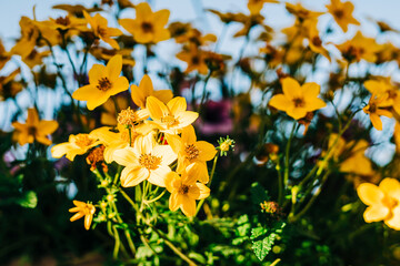 Wall Mural - Yellow daisy flowers in bloom at sunset close up in the garden